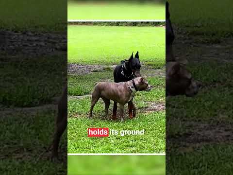 Doberman Vs Pitbull Face-Off  #doberman #pitbull #fight