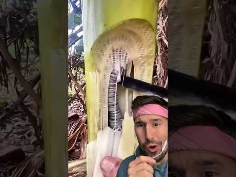REACCIONANDO al ÁRBOL que DENTRO tiene DINERO