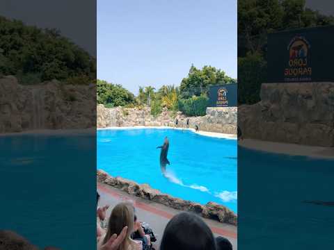 Performing dolphins #funny #funnyvideo #dolphin #animals #funnyanimals