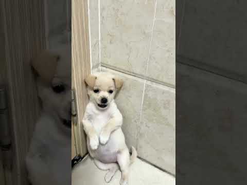 POOR DOG TREMBLES AFTER BEING SCOLDED 😢🐾 #dogreaction #guiltydog #funnydog #doglover #americanpets