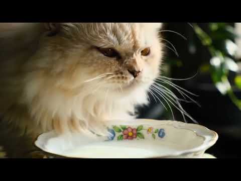 #cute #cat #cutecat #milk #nicecat