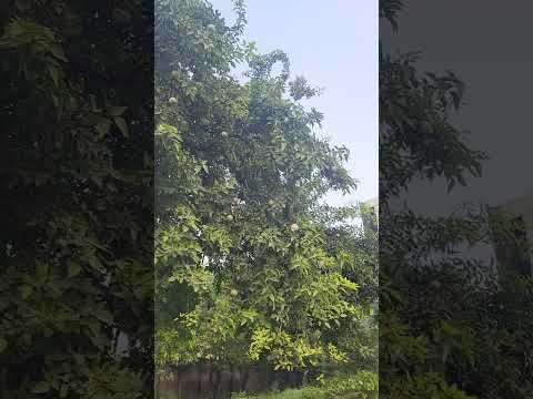 কতগুলো কদবেল ধরেছে 😍 #মাশাল্লাহ #ফলেরআশীর্বাদ #প্রাকৃতিকসৌন্দর্য গ্রামীণজীবন #বাংলারফল