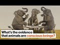 Understanding Animal Consciousness