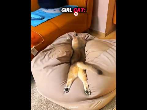 Girls Cats Vs Boys Cats #troolface #foryou #foryoupages #viral