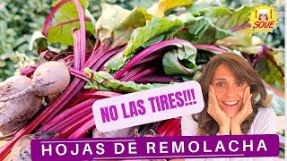 ♻️🌱 Descubre por qué las HOJAS DE REOMLACHA valen ORO en tu cocina♻️🌱
