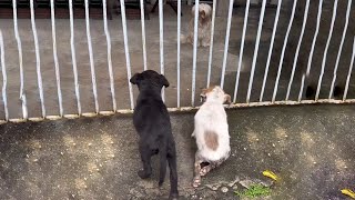 Two Soaked Puppies Begged at The Door: "Please Show Mercy, Give Us a Piece of Bread."