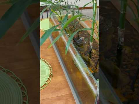 Final look at our Bamboo Aquarium! #bamboo #aquari Here's a playlist of our aquariums, turtles, and fish_ https_//www.youtube.com/watch?v=1z6lsyCZ9Dk&l