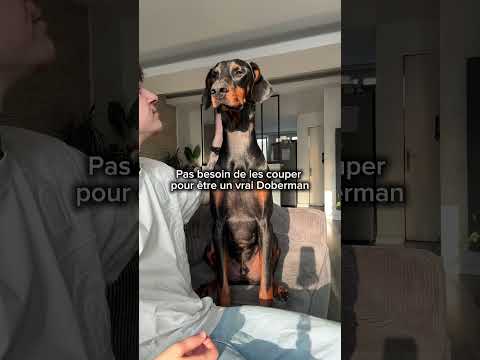 C’est aussi ça un Dobermann 🐶