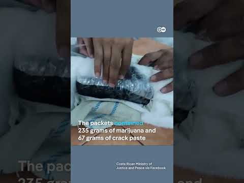 Drug-smuggling cat caught in Costa Rica | DW News