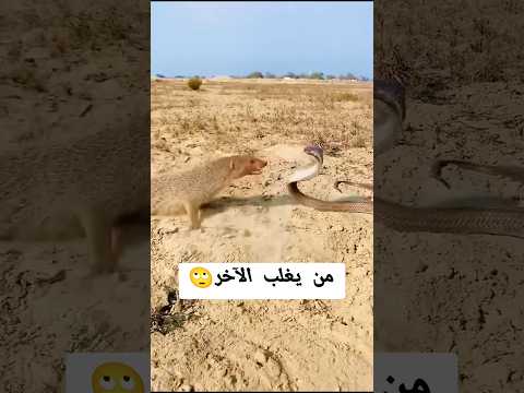 الثعبان و النمس #افعى #نمس #ابو يزن