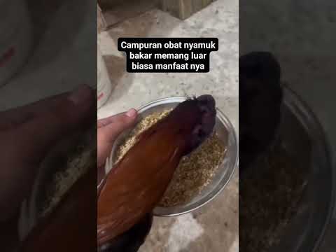 kalian pernah coba ⁉️ #ayam #ayamjago #chicken #caramengobatiayam #obatayam #youtubeshorts #fyp