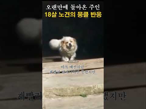 오랜만에 주인과 재회한 18살 노견의 뭉클한 반응 '감동'