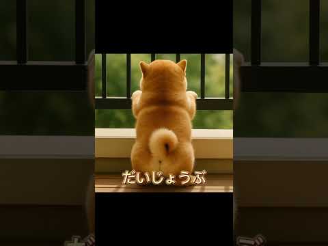 辛い時は…僕のこと思い出してね!🐶ぽっちゃり柴犬もふまるの日常🐶 #柴犬 #癒し #癒し動画 #かわいい #おもしろ #犬