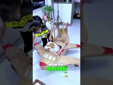 First-Time Pilot FAIL! โ๏ธ๐ฑ Watch What Happens Next! #funny #dog