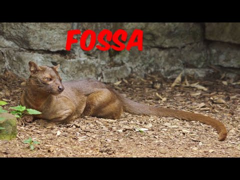 Fossa: The Enigmatic Predator of Madagascar