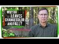 Photosynthesis and Leaf Shedding Concepts