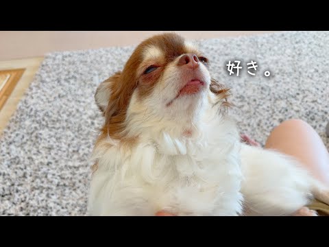 落ち込んだ飼い主を慰めようとするチワワ