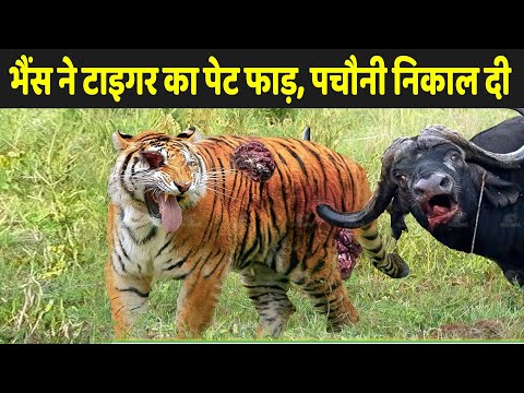 भैंस का रौद्र रूप देख, टाइगर की फट गई | Wildlife Animals Fighting Videos