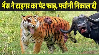 भैंस का रौद्र रूप देख, टाइगर की फट गई | Wildlife Animals Fighting Videos