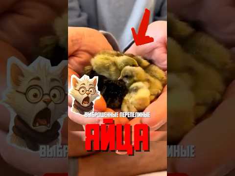 Фермер спас 40 перепелят из мусора - они приняли его за маму!