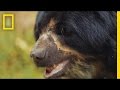 Conservación del Oso Andino