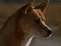 Kangaroo and Dingo Behavior Analysis