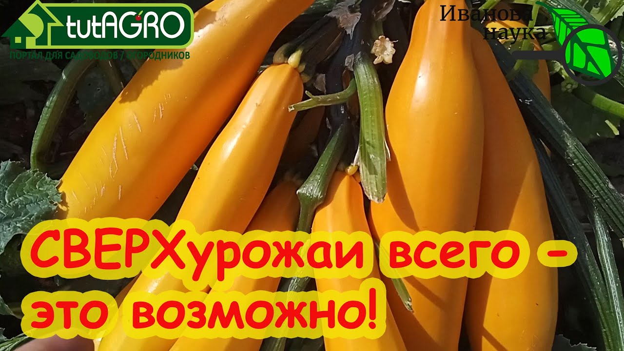 Как получать сверхурожаи в саду и огороде. Без химии и синтетики. Воздух+солнце+вода+х = урожай!