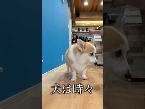 犬は奇跡を起こす #コーギー #つーちゃん #corgi