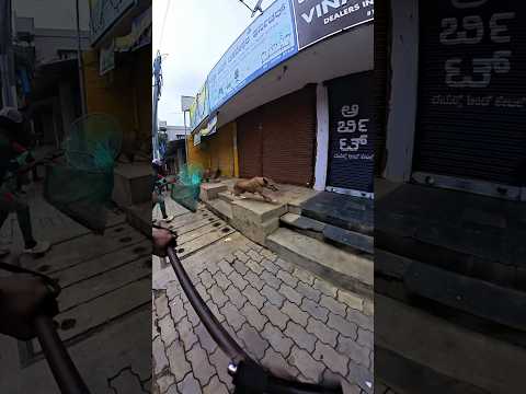 Mafia City Bazar Dog Catch #shorts #youtubeshorts #dogcatching #viral