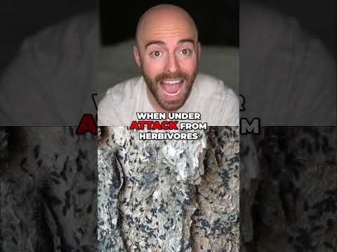 Are Plants Intelligent? Shocking Facts About Plants