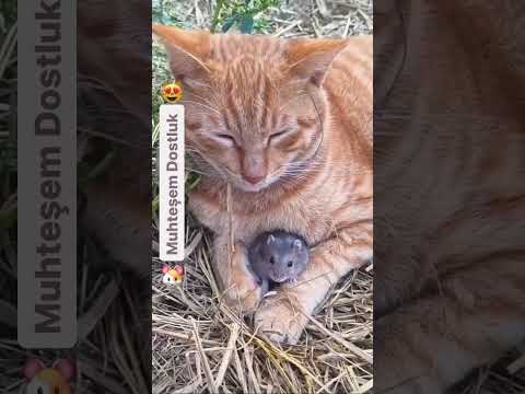 Muhteşem Dostluk 😻🐹