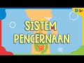 Digestive System Functions and Processes