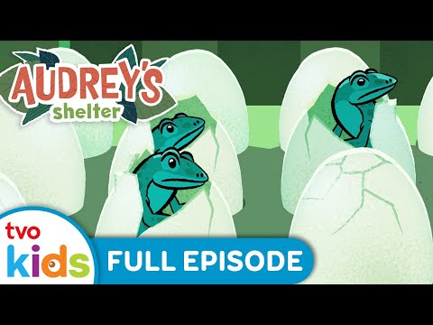 Mysterious Eggs 🥚 | AUDREY’S SHELTER  👩‍🦰 | Animal Adventures with Endangered Species 🐼 | TVOkids