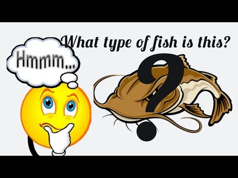 What fish is this?  #shorts Do you know what type of fish this is?  Leave your guess in the comments. Thank you for watching.

#