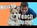 Dog Training with Cheeto