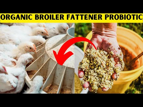 FASTEST WAY TO FATTEN FINISHER BROILERS AT ZERO ADDITIONAL COST USING A HOMEMADE ORGANIC PROBIOTIC