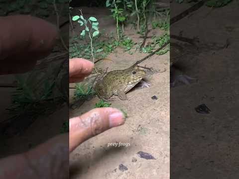 ๐ง๐๐๐ASMR AMERICA'S ORIGINAL DUBBLE BUBBLE GUM (3 FRUIT FLAVORS) AND... part 3