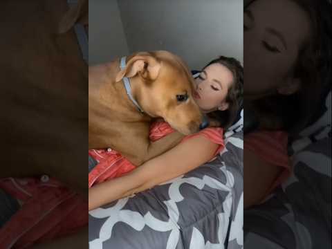 Saint Bernard's Hilarious Humping Moment You Wonโt Believe! ๐ฒ #shorts #dogshorts #funnydogvideo