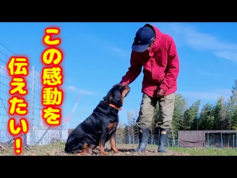 【ロットワイラー】家族・財産を守り飼い主の心を豊かにする犬種です！