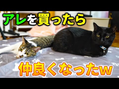 ○○を買ったら、猫たちが仲良くなりました！！！