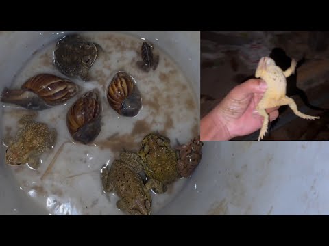 Catching Frogs and Snails at Night After Rain | Night Adventure in the Rainy Season