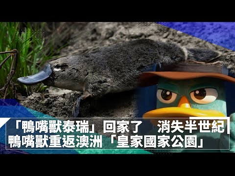 「鴨嘴獸泰瑞」回家了　消失半世紀　鴨嘴獸重返澳洲「皇家國家公園」｜鏡速報 #鏡新聞 - YouTube(1分14秒)