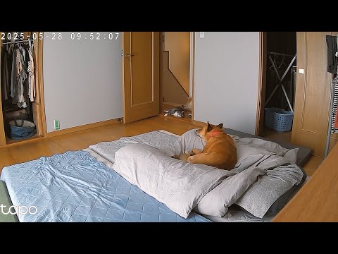 ある日のペットカメラ