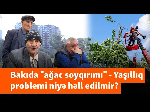 "Rüşvəti ver, istədiyin qədər kəs" - Bakıda göydələnlərə qurban edilən ağaclar