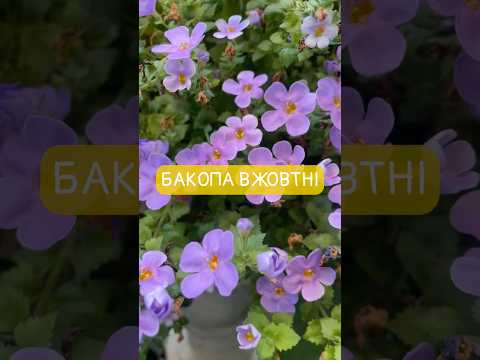 #сад #садівництво #квіти #бакопа #сорт