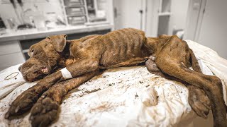 My body is broken, but I want to live
