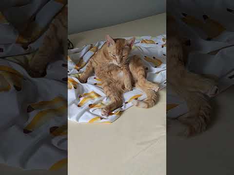 Той момент, коли вже навіть кіт не вивозить 😹