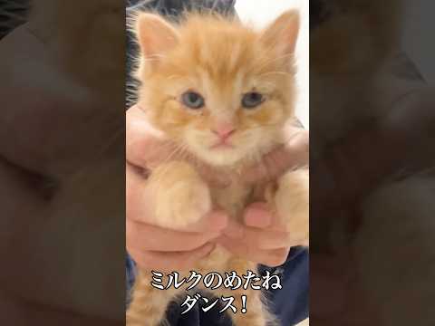 🐱茶トラ子猫の🍼ミルクのみたねダンス   #cat #kitten #猫 #子猫 #ねこ #こねこ #shorts  #猫のいる暮らし