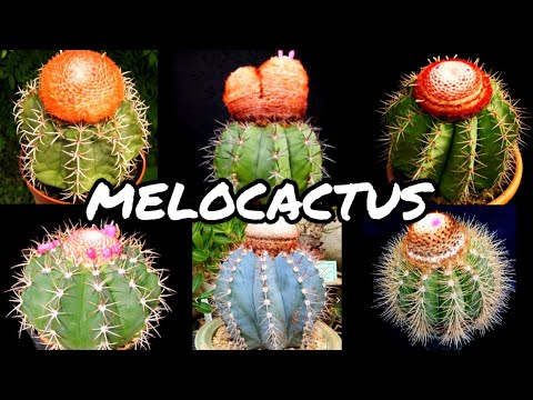 30 ESPÉCIES DE CACTOS DO GÊNERO MELOCACTUS PARA A IDENTIFICAÇÃO