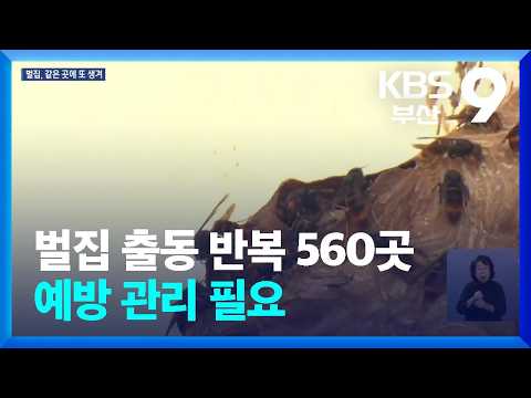 벌집 출동 반복 560곳…<strong>예방</strong> 관리 필요 / KBS  2026.09.22.